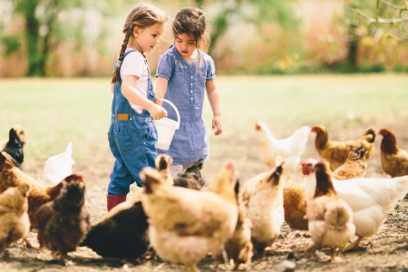 Using Vegetable Oil as an Additive in Livestock Feed