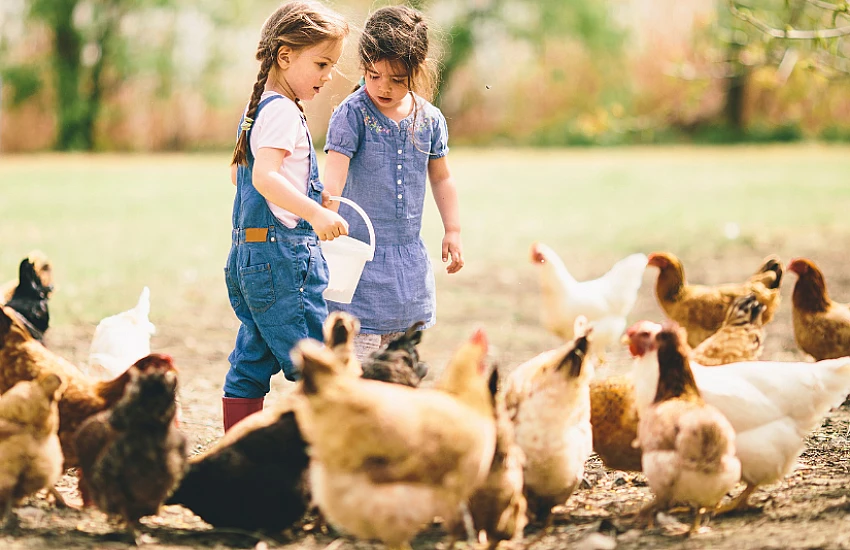 Using Vegetable Oil as an Additive in Livestock Feed