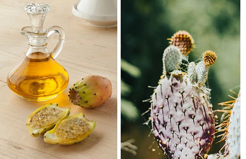 Prickly Pear Seed Oil – The Desert Gold for Beauty and Health