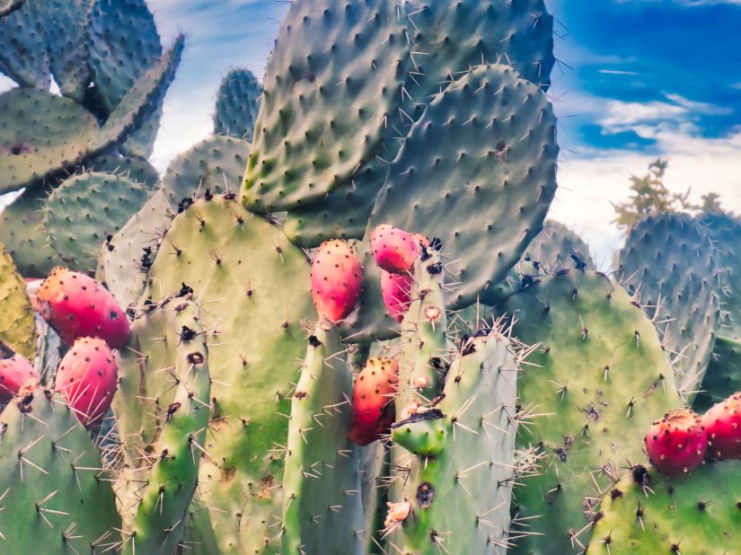 prickly pear 