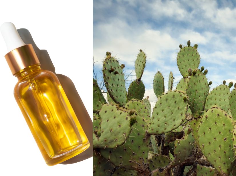 prickly pear oil