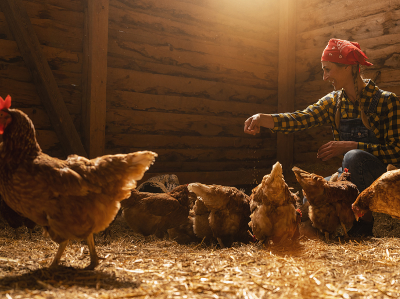 rapeseed additive for hens