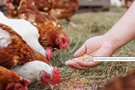 Can a grain roaster support feed production for livestock?