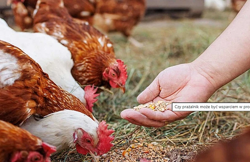 Can a grain roaster support feed production for livestock?